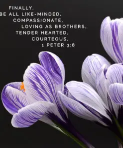 1 Peter 3:8 - Compassionate and Tender Hearted - Bible Verses To Go