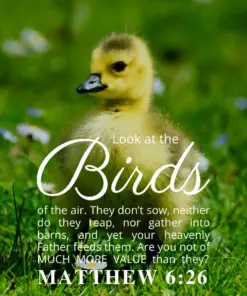 Christian Wallpaper – Baby Duck Matthew 6:26