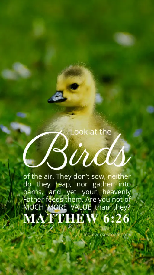 Christian Wallpaper – Baby Duck Matthew 6:26