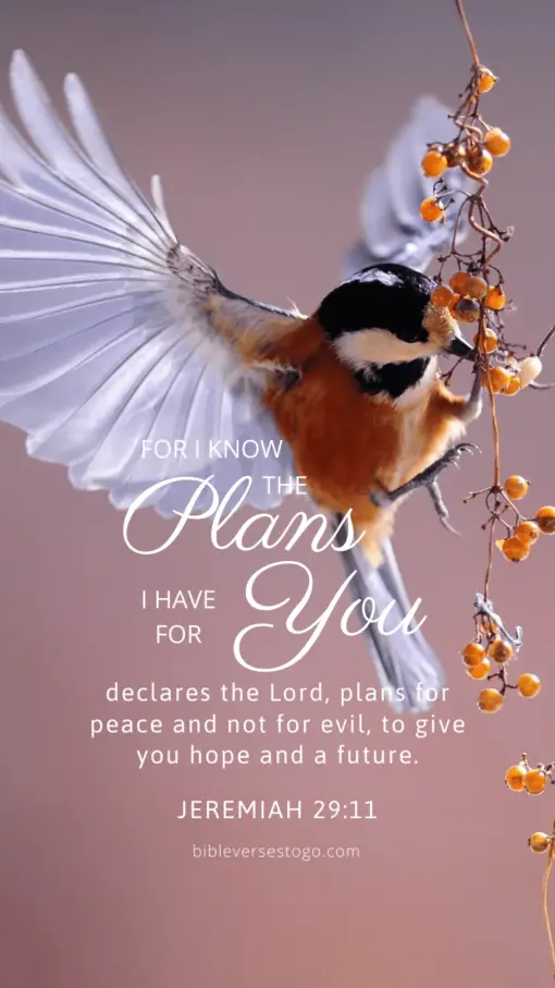 Christian Wallpaper – Birdflight Jeremiah 29:11