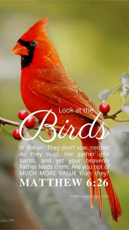 Christian Wallpaper – Cardinal Matthew 6:26