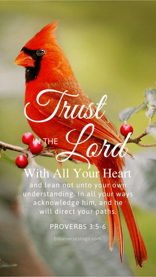 Christian Wallpaper – Cardinal Proverbs 3:5-6
