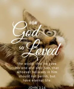Christian Wallpaper - Cat Eyes John 3:16