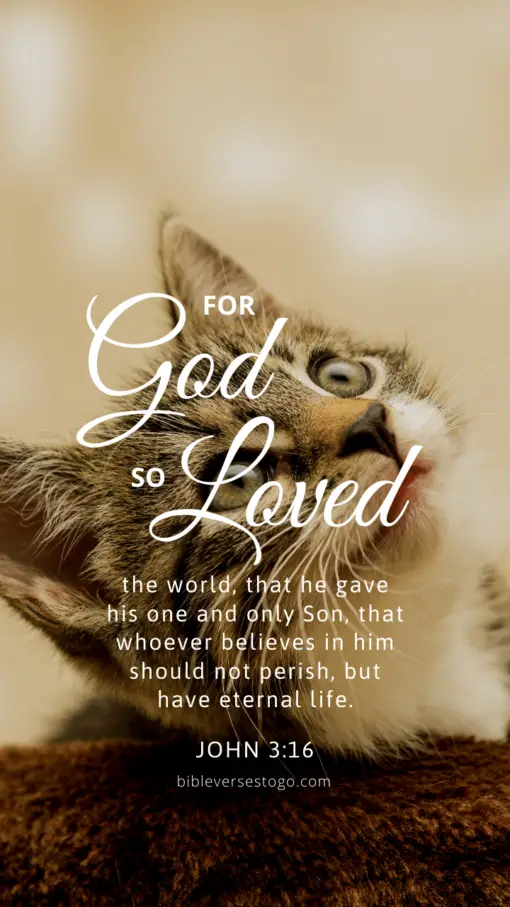 Christian Wallpaper - Cat Eyes John 3:16