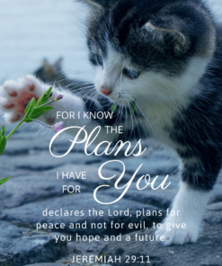 Christian Wallpaper – Cat Paw Jeremiah 29:11