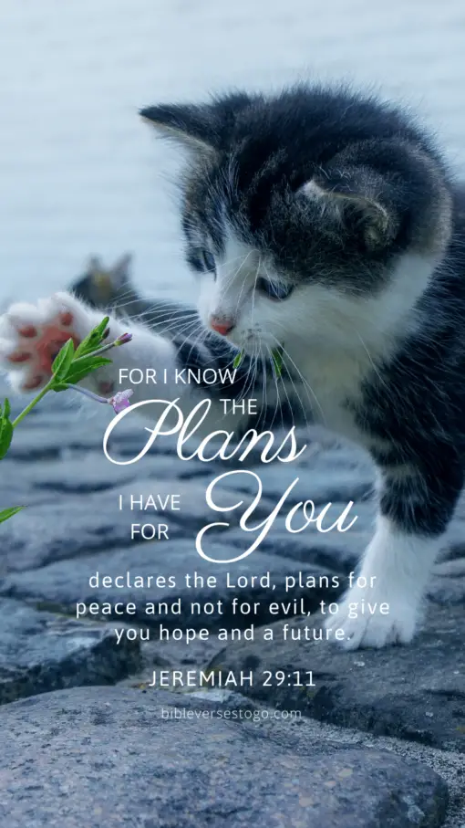 Christian Wallpaper – Cat Paw Jeremiah 29:11