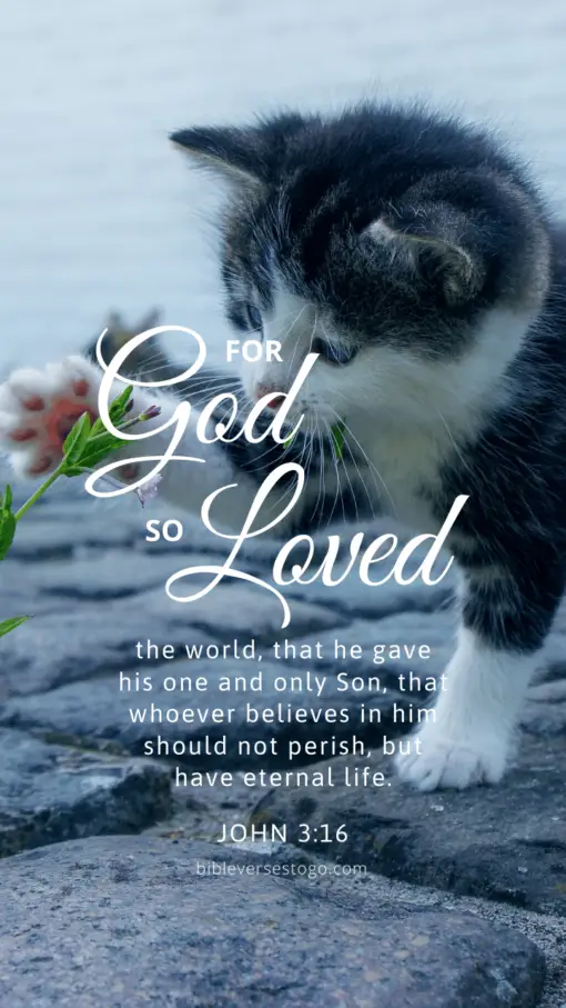 Christian Wallpaper – Cat Paw John 3:16