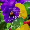 Christian Wallpaper - Colorful Pansies Romans 8:35
