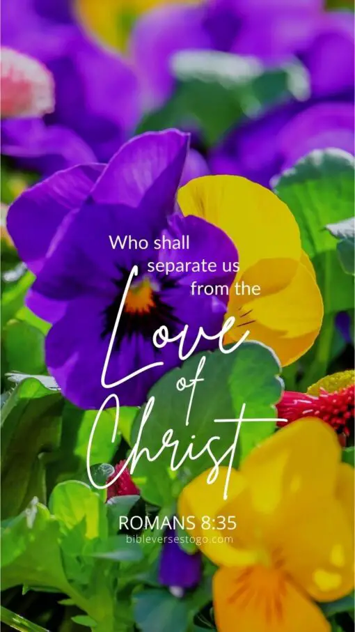 Christian Wallpaper - Colorful Pansies Romans 8:35