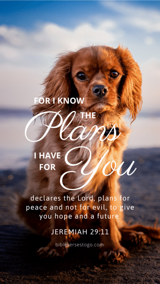 Christian Wallpaper - Dog Hope Jeremiah 29:11