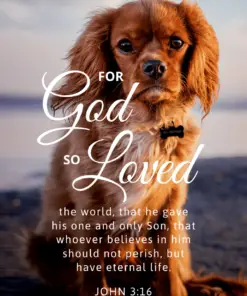 Christian Wallpaper - Dog Hope John 3:16