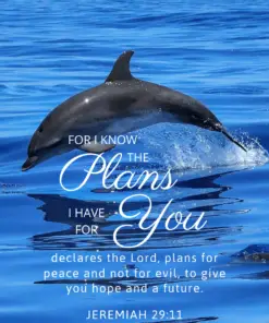 Christian Wallpaper – Dolphin Jeremiah 29:11