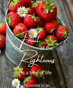 Christian Wallpaper - Fruit of Righteous Proverbs 11:30