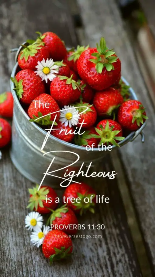 Christian Wallpaper - Fruit of Righteous Proverbs 11:30