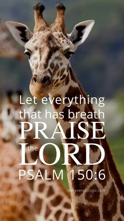 Christian Wallpaper - Giraffe Psalm 150:6