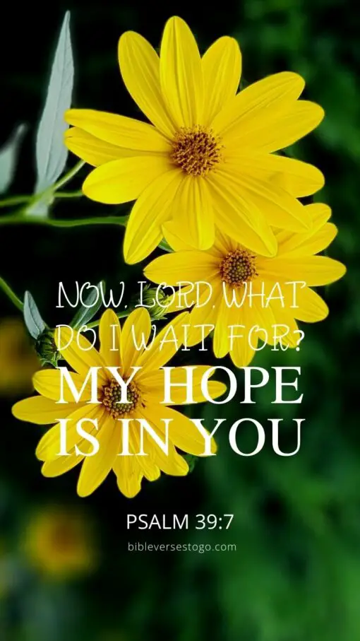 Christian Wallpaper - Hopeful Daisy Psalm 39:7