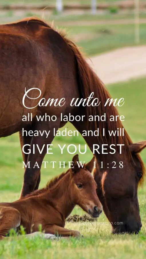 Christian Wallpaper - Horses Matthew 11:28