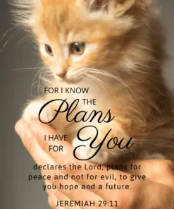 Christian Wallpaper - Kitten Jeremiah 29:11