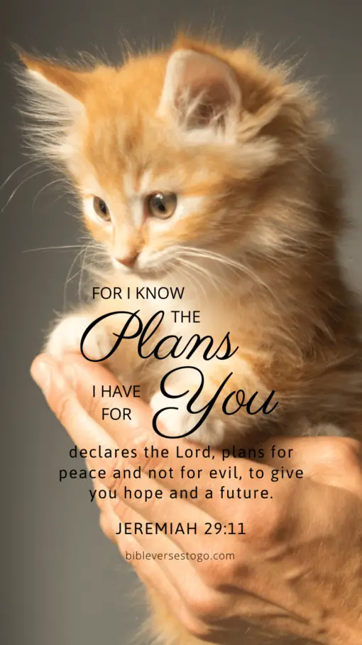 Christian Wallpaper - Kitten Jeremiah 29:11