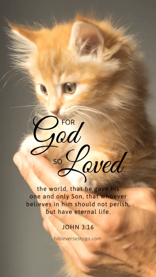 Christian Wallpaper - Kitten John 3:16