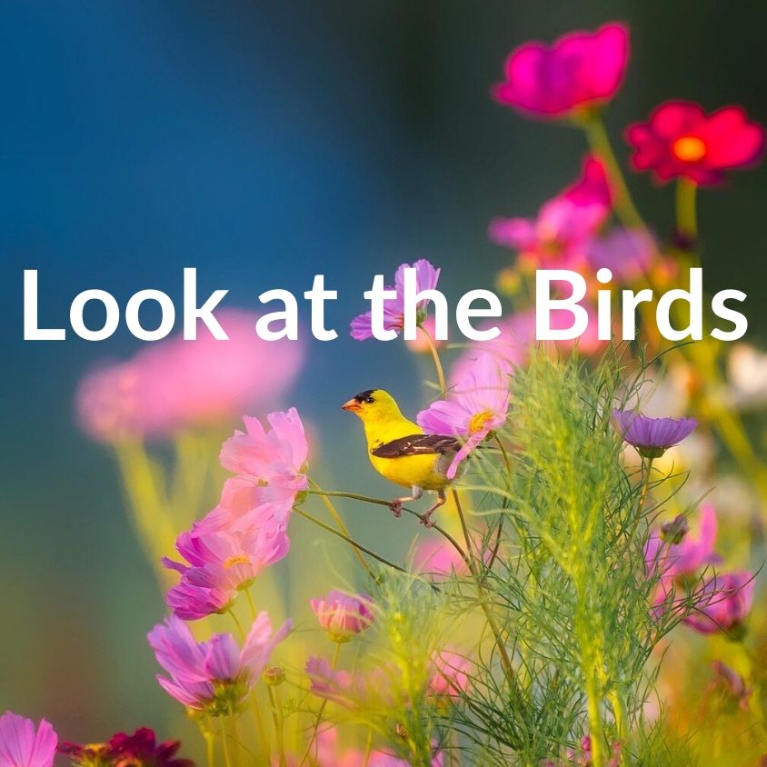 Matt 6:26 Look at the Birds – VIDEO – Encouraging Bible Verses