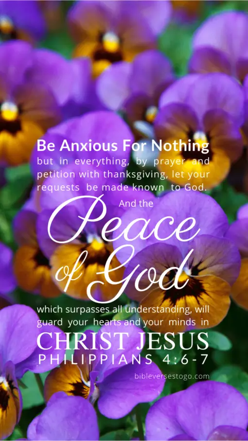 Christian Wallpaper – Pansies Philippians 4:6-7