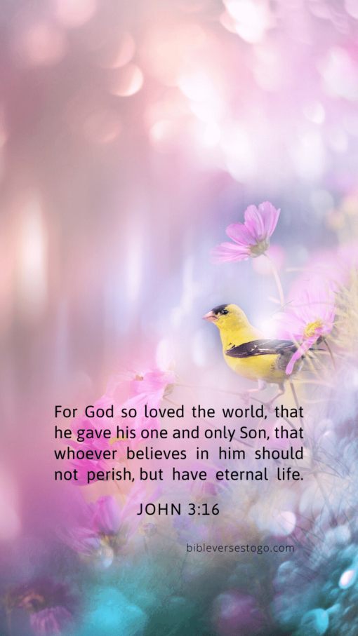 Christian Wallpaper – Pastels John 3:16