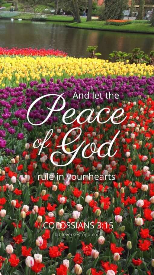 Christian Wallpaper - Peace of God Colossians 3:15