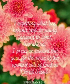 Christian Wallpaper - Pink Dahlias Ephesians 3:13