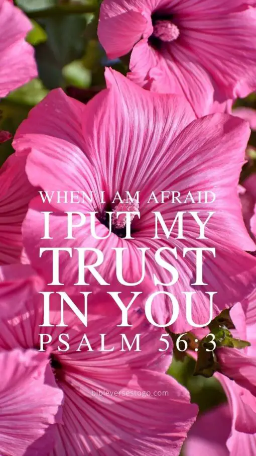 Christian Wallpaper - Pink Floral Psalm 56:3