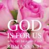 Christian Wallpaper - Pink Roses Romans 8:31