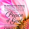 Christian Wallpaper – Pink Daisy Philippians 4:6-7