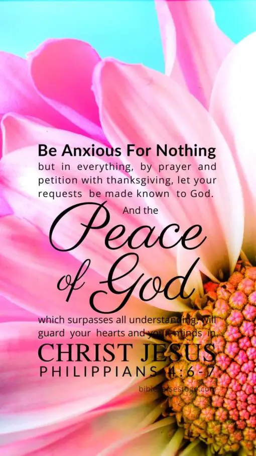 Christian Wallpaper – Pink Daisy Philippians 4:6-7