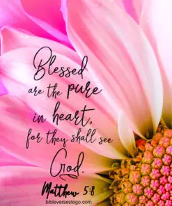 Christian Wallpaper – Pink Daisy Matthew 5:8