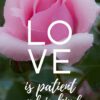 Christian Wallpaper – Pink Rose 1 Corinthians 13:4