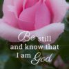 Christian Wallpaper – Pink Rose Psalm 46:10