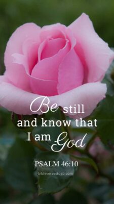 Pink Rose Psalm 46:10 – Encouraging Bible Verses