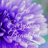 Christian Wallpaper - Purple Bloom Ecclesiastes 3:11