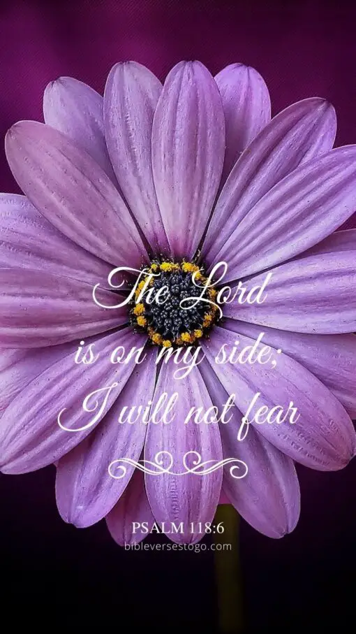 Christian Wallpaper - Purple Daisy Psalm 118:6