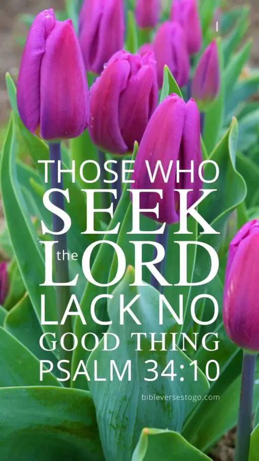 Christian Wallpaper - Purple Tulips Psalm 34:10