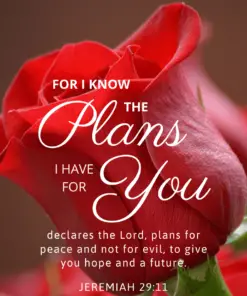 Christian Wallpaper – Red Rose Jeremiah 29:11