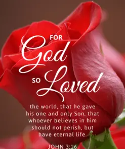 Christian Wallpaper – Red Rose John 3:16