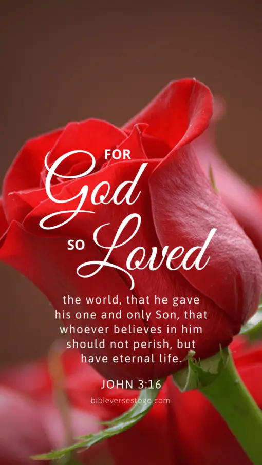 Christian Wallpaper – Red Rose John 3:16