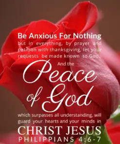 Christian Wallpaper – Red Rose Philippians 4:6-7