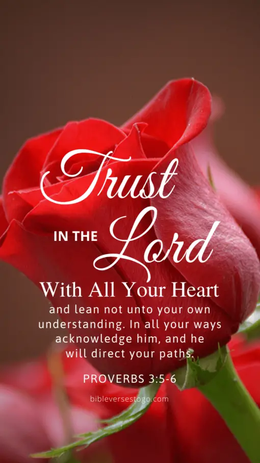 Christian Wallpaper – Red Rose Proverbs 3:5-6
