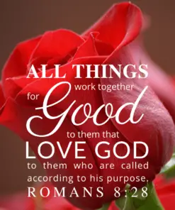 Christian Wallpaper – Red Rose Romans 8:28