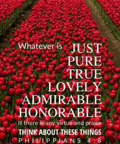 Christian Wallpaper - Red Tulips Philippians 4:8
