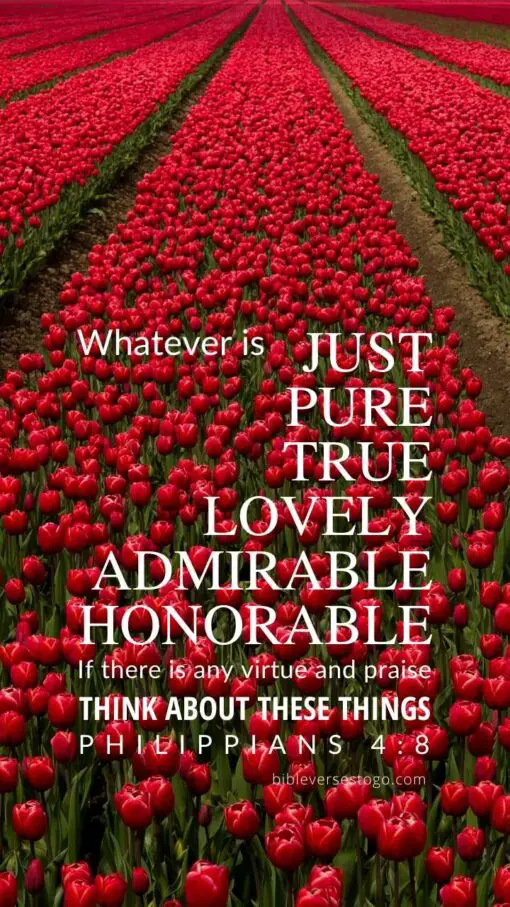 Christian Wallpaper - Red Tulips Philippians 4:8