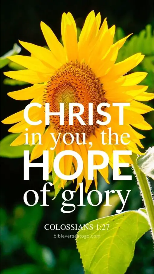 Christian Wallpaper - Sunflower Glory Colossians 1:27