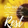 Christian Wallpaper – Sunflower Matthew 11:28